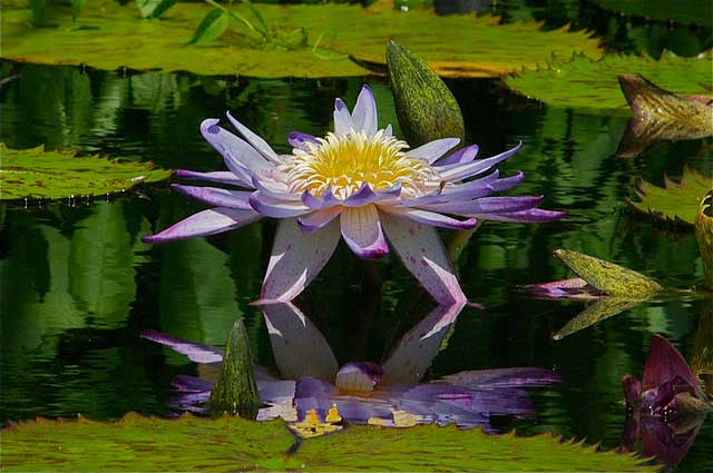 flower on a lake