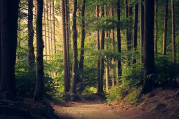 Image for Sustainable Forestry: Nurturing Our Forests for Future Generations