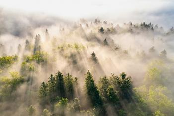 forest with misty fog